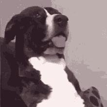 IMG_5977.gif