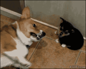 IMG_5995.gif