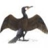 cormorant