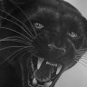 blackcats1