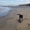Alfredthedog