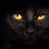 Top Cat