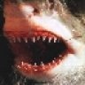 whiteshark