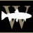 Wild Fish