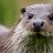 THE OTTER