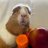 Guinea Pig